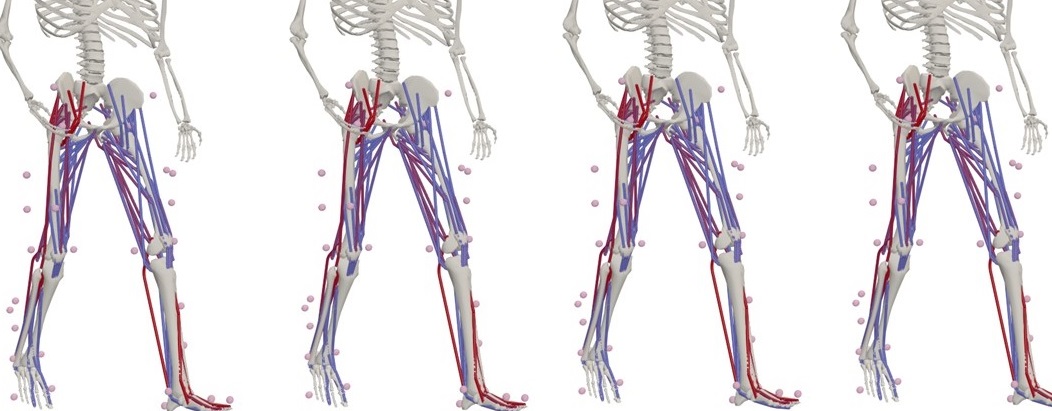 Modello computerizzato degli arti inferiori