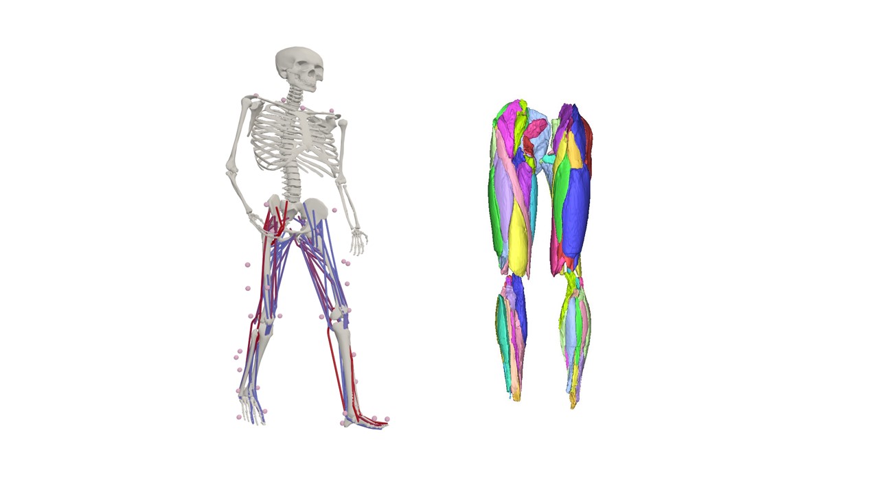 Modello computerizzato degli arti inferiori