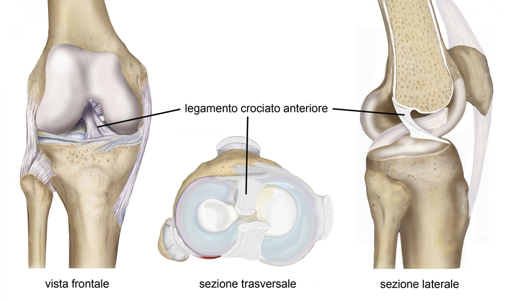 Immagine legamento crociato anteriore