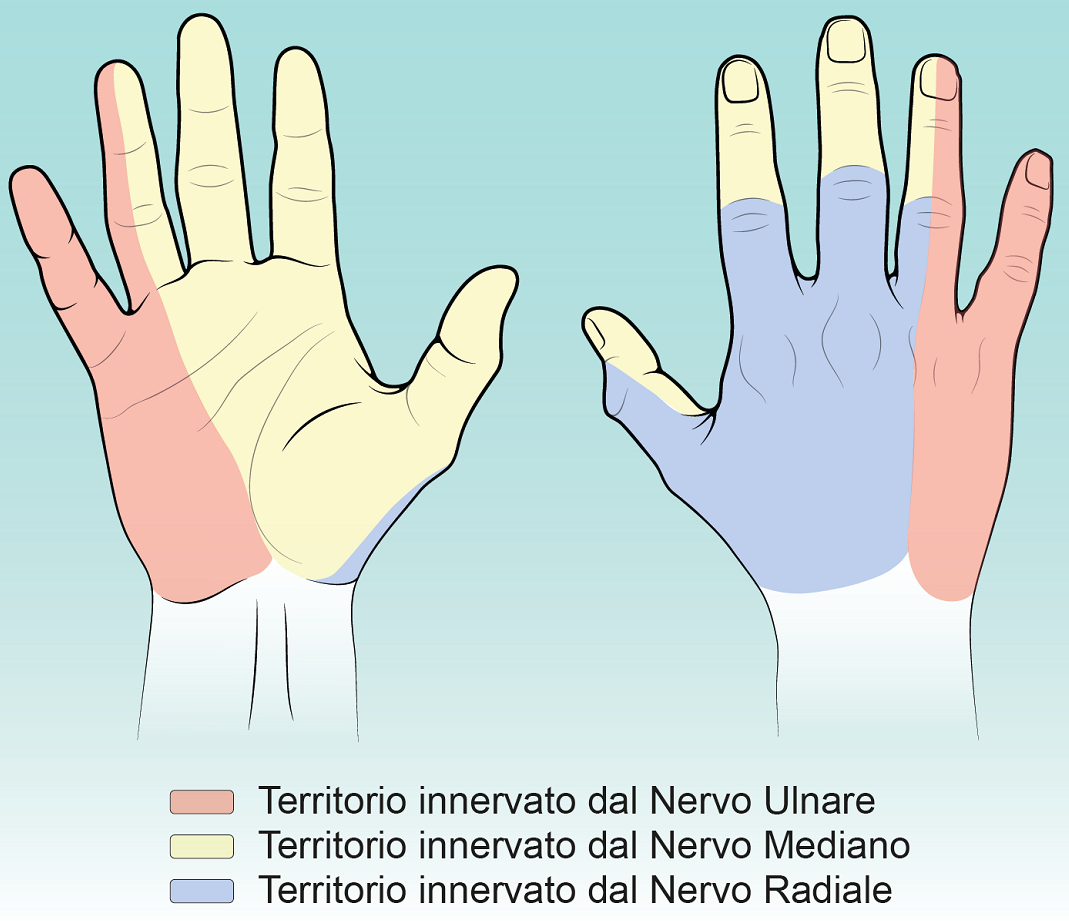 Fig. 2. In giallo la zona innervata dal nervo mediano (I, II, III e versante radiale del IV dito)