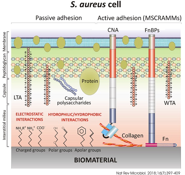 Immagine S. aureus cell