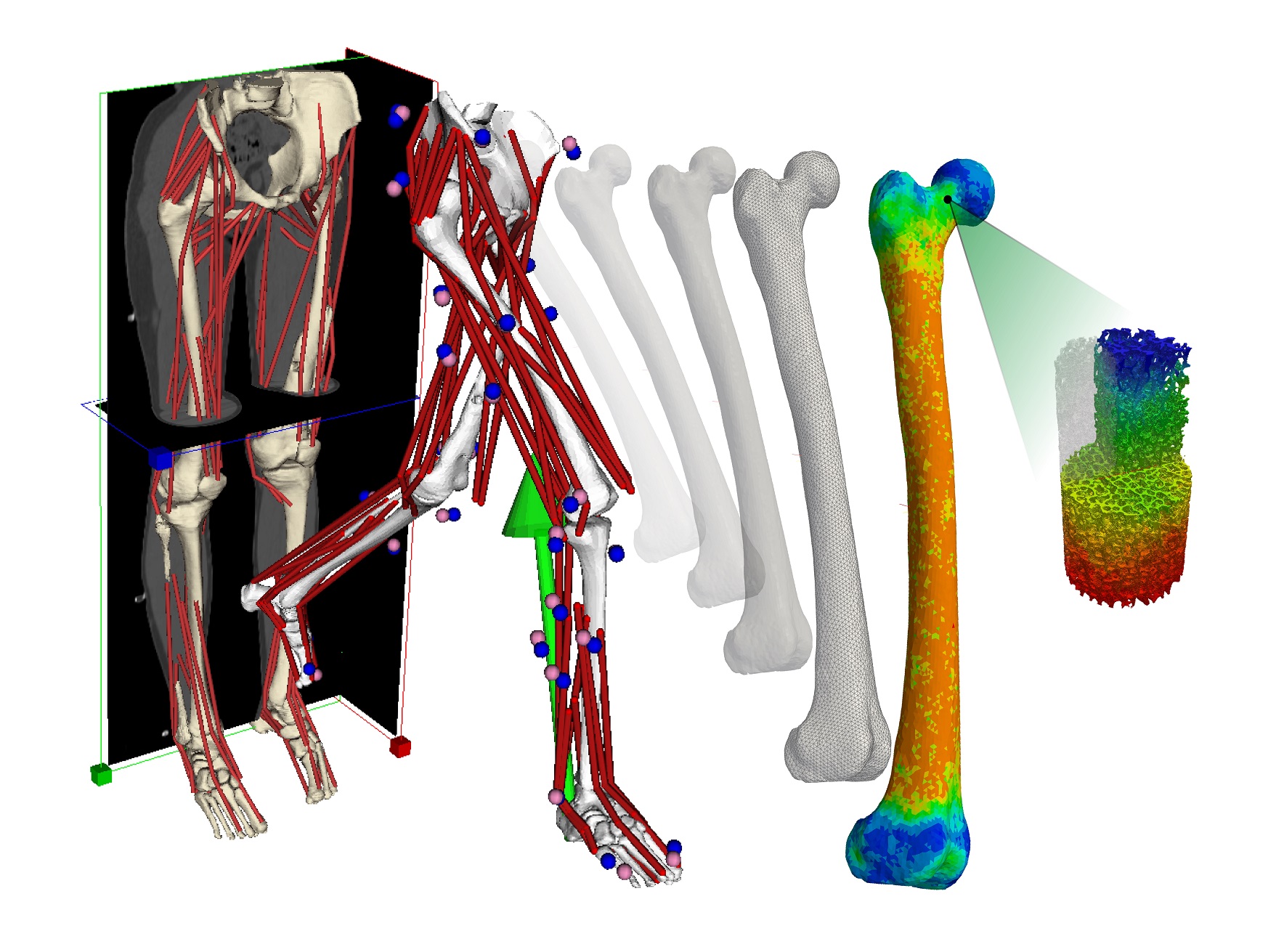 Multiscale Musculoskeletal Modelling