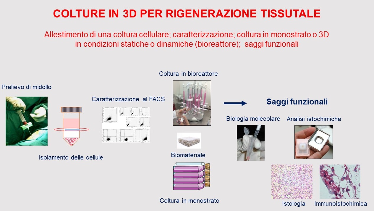 Figura 1: Allestimento di una coltura cellulare; caratterizzazione; coltura in monostrato o 3D in condizioni statiche o dinamiche (bioreattore); saggi funzionali