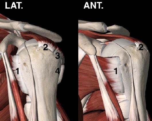 Fig. 1 - Rappresentazione schematica dei tendini della cuffia dei rotatori (ANT, visione anteriore; LAT, visione laterale; 1, sottoscapolare; 2, sovraspinoso; 3, sottospinoso; 4, piccolo rotondo)