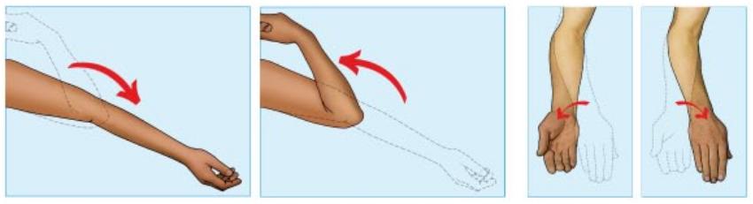 Figg. 1, 2, 3 e 4 - Rappresentazione grafica rispettivamente del moviementi di estensione e flessione, supinazione e pronazione del gomito (a cura della Scuola del Disegno Anatomico, UNIBO, IOR)